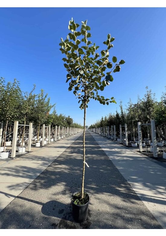 Apfelbaum 'Rode Boskoop' | Malus domestica 'Rode Boskoop'