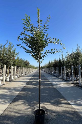 Zelkove 'Village Green' | Zelkova serrata 'Village Green'