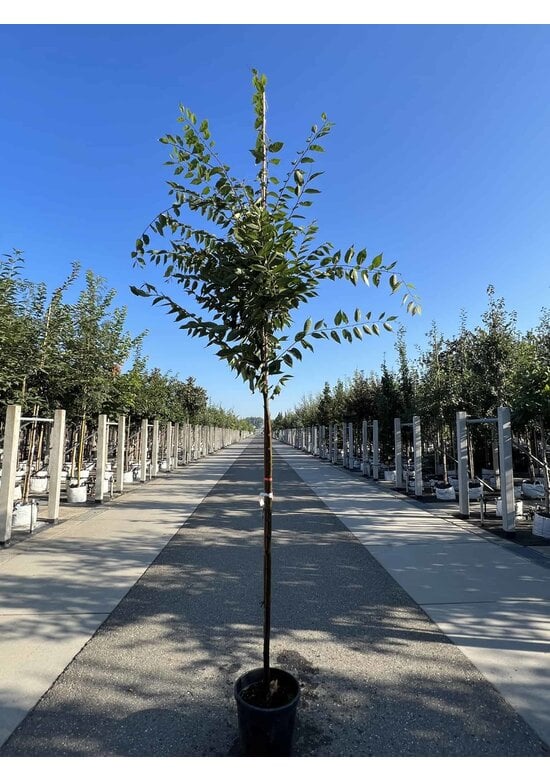 Zelkove 'Village Green' | Zelkova serrata 'Village Green'