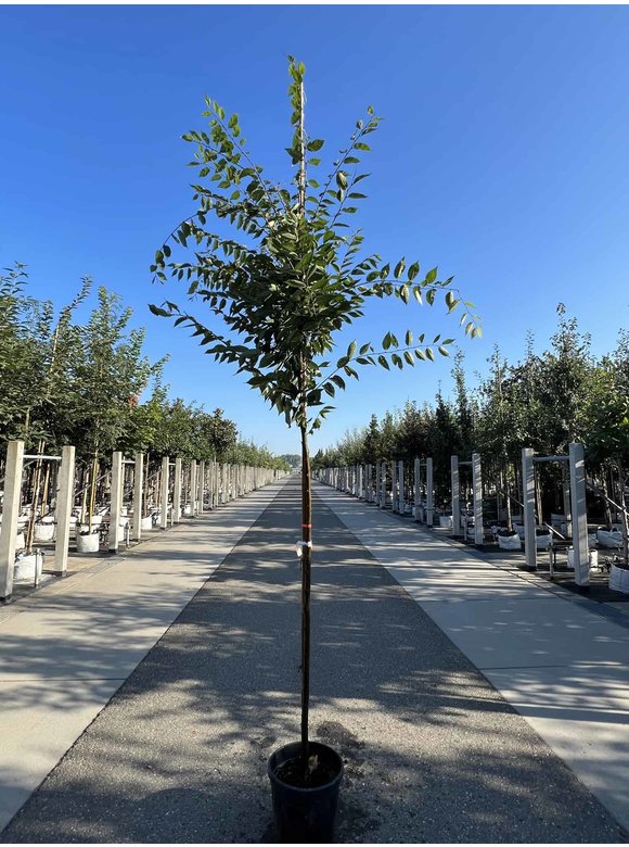 Zelkove 'Village Green' | Zelkova serrata 'Village Green' Zelkove 'Village Green' | Zelkova serrata 'Village Green'