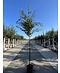 Venovi GmbH Zelkove 'Village Green' | Zelkova serrata 'Village Green'