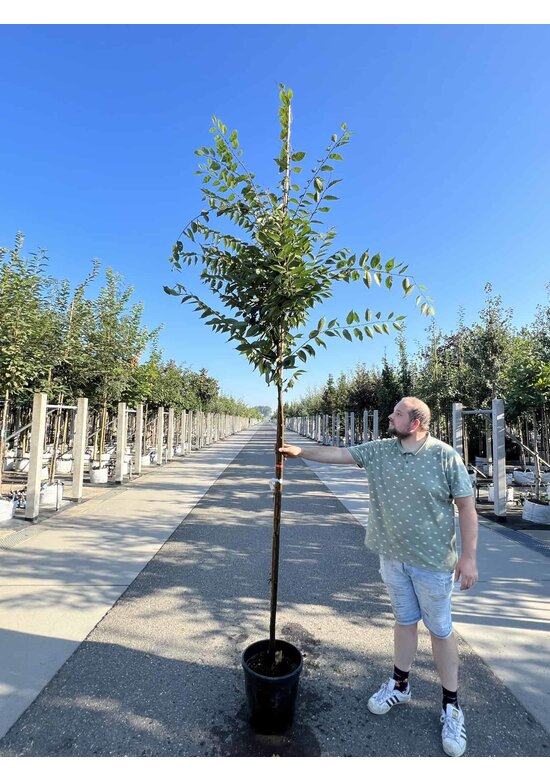 Zelkove 'Village Green' | Zelkova serrata 'Village Green'