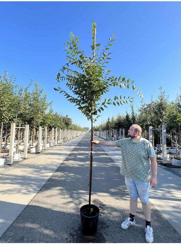 Zelkove 'Village Green' | Zelkova serrata 'Village Green' Zelkove 'Village Green' | Zelkova serrata 'Village Green'
