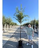 Zelkove 'Village Green' | Zelkova serrata 'Village Green'