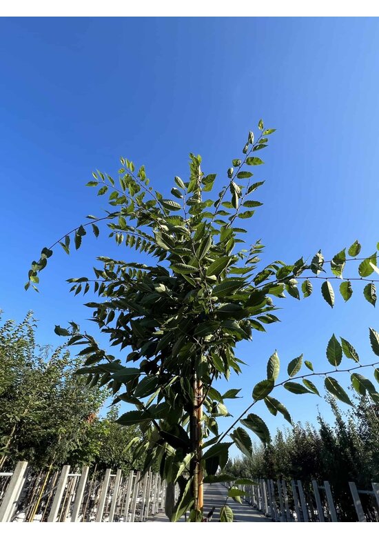 Zelkove 'Village Green' | Zelkova serrata 'Village Green'