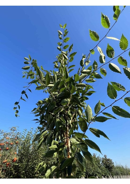 Zelkove 'Village Green' | Zelkova serrata 'Village Green'