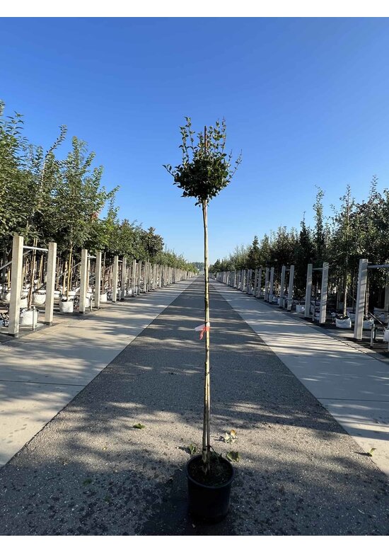 Zwergflieder 'Palibin' | Syringa meyeri 'Palibin'