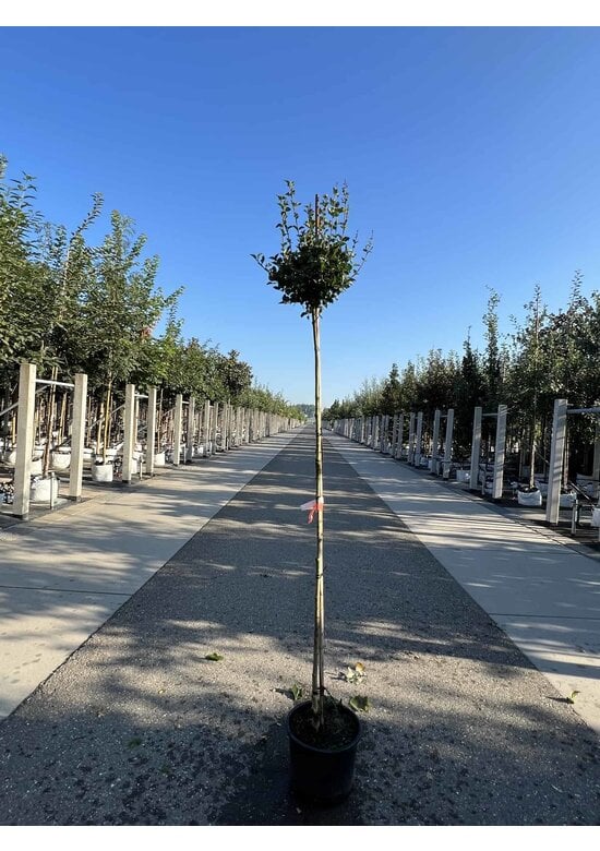 Zwergflieder 'Palibin' | Syringa meyeri 'Palibin'