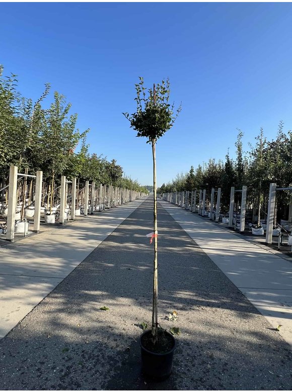 Zwergflieder 'Palibin' | Syringa meyeri 'Palibin' Zwergflieder 'Palibin' | Syringa meyeri 'Palibin'