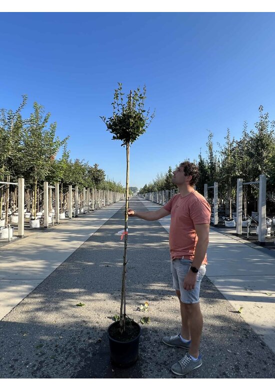 Zwergflieder 'Palibin' | Syringa meyeri 'Palibin'