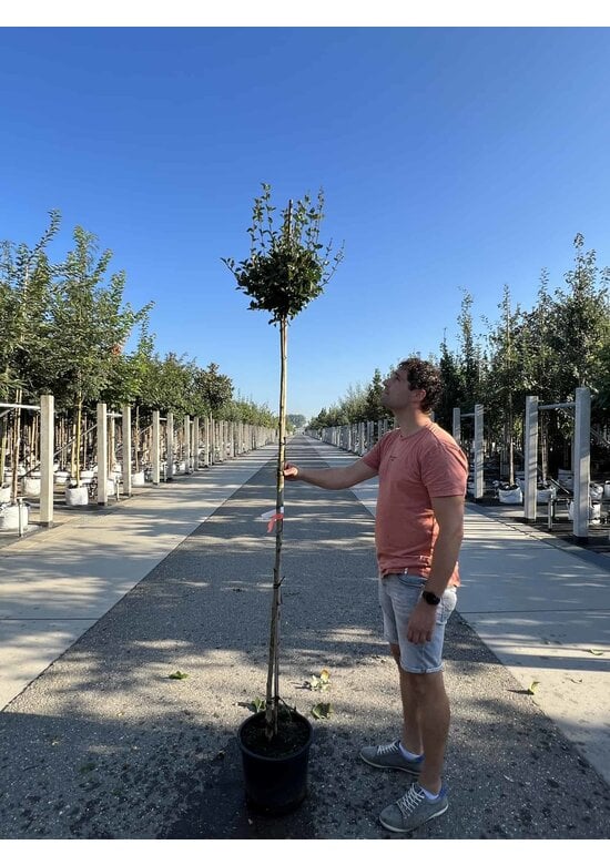 Zwergflieder 'Palibin' | Syringa meyeri 'Palibin'