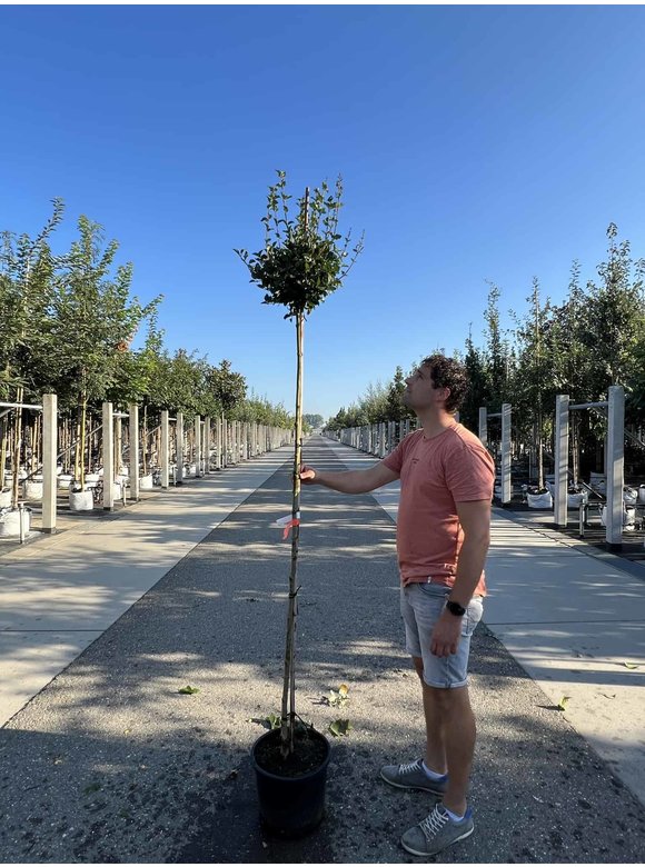 Zwergflieder 'Palibin' | Syringa meyeri 'Palibin' Zwergflieder 'Palibin' | Syringa meyeri 'Palibin'