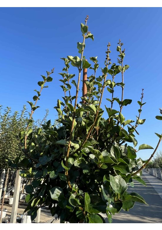 Zwergflieder 'Palibin' | Syringa meyeri 'Palibin'