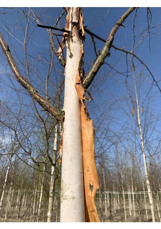 Kupfer-Birke 'Fascination' | Betula albosinensis 'Fascination'