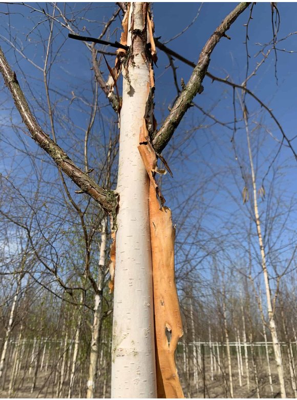 Kupfer-Birke 'Fascination' | Betula albosinensis 'Fascination' Kupfer-Birke 'Fascination' | Betula albosinensis 'Fascination'