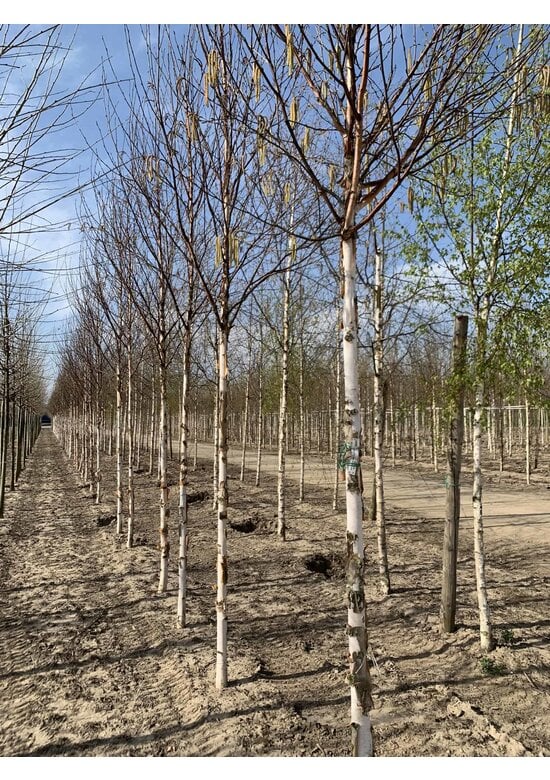 Kupfer-Birke 'Fascination' | Betula albosinensis 'Fascination'