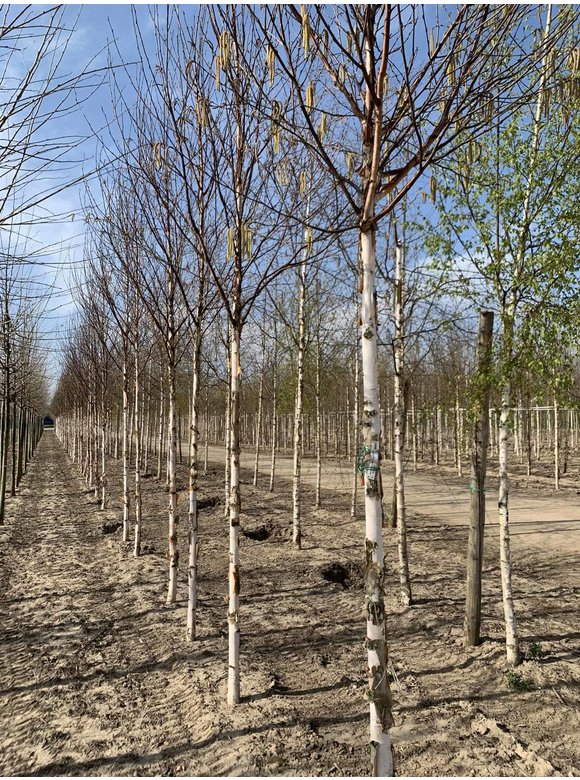 Kupfer-Birke 'Fascination' | Betula albosinensis 'Fascination' Kupfer-Birke 'Fascination' | Betula albosinensis 'Fascination'