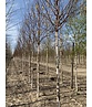 Kupfer-Birke 'Fascination' | Betula albosinensis 'Fascination'