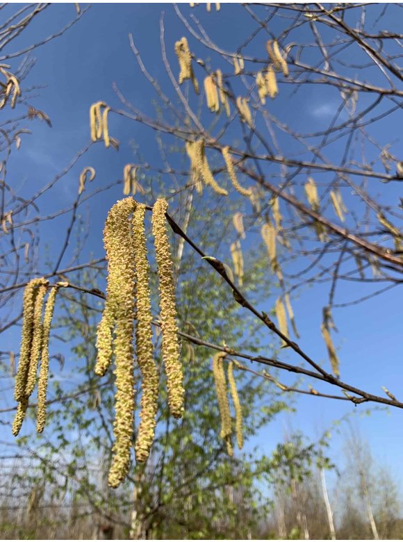 Kupfer-Birke 'Fascination' | Betula albosinensis 'Fascination' Kupfer-Birke 'Fascination' | Betula albosinensis 'Fascination'