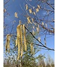 Kupfer-Birke 'Fascination' | Betula albosinensis 'Fascination'