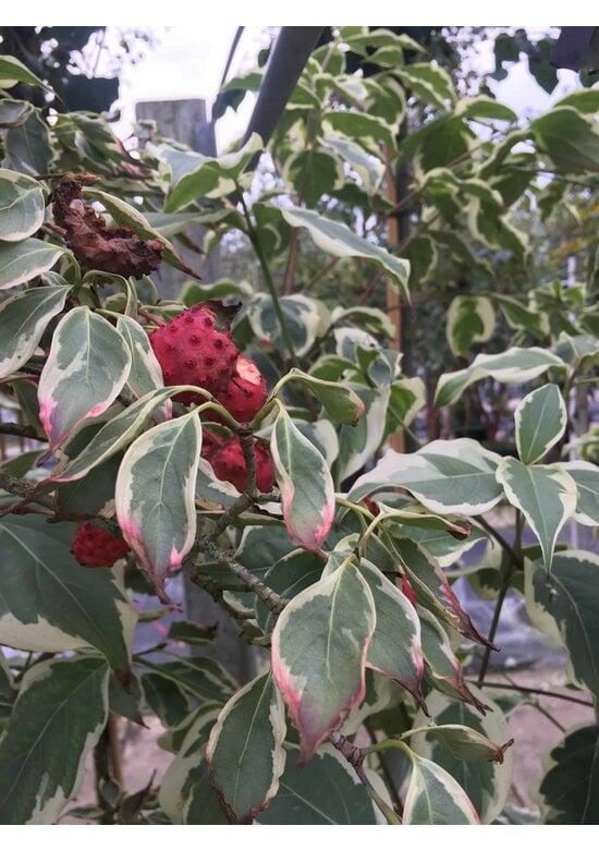 Japanischer Blumen-Hartriegel 'Laura' | Cornus kousa 'Laura'