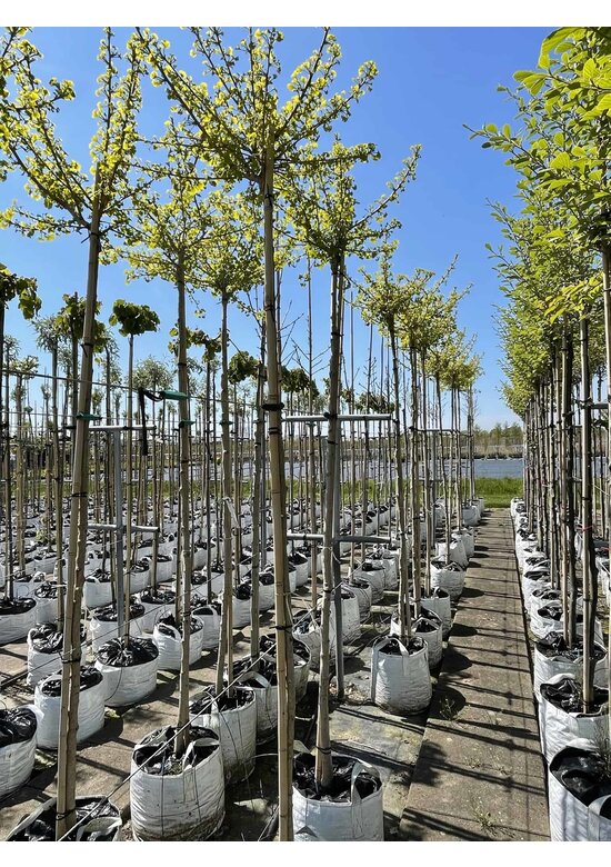 Kugel-Fächerblattbaum 'Globus' | Ginkgo biloba 'Globus' Kugel-Fächerblattbaum 'Globus' | Ginkgo biloba 'Globus'