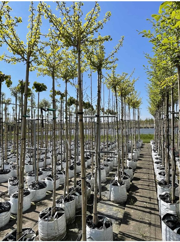Kugel-Ginkgo - Kugel-Fächerblattbaum 'Globus' | Ginkgo biloba 'Globus' Kugel-Ginkgo - Kugel-Fächerblattbaum 'Globus' | Ginkgo biloba 'Globus'