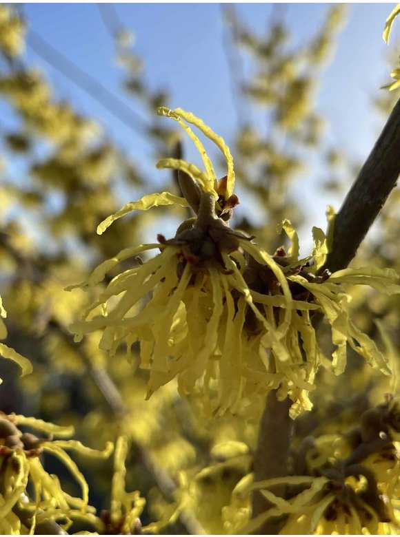 Gelbblühende Zaubernuss 'Arnold Promise' | Hamamelis intermedia 'Arnold Promise' Gelbblühende Zaubernuss 'Arnold Promise' | Hamamelis intermedia 'Arnold Promise'