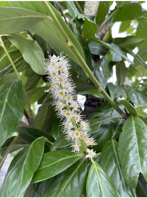 Kirschlorbeer 'Novita' - Spalierbaum | Prunus laurocerasus 'Novita' Kirschlorbeer 'Novita' - Spalierbaum | Prunus laurocerasus 'Novita'