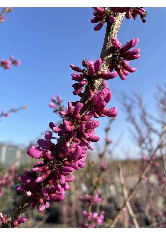 Chinesischer Judasbaum 'Avondale' | Cercis chinensis 'Avondale'