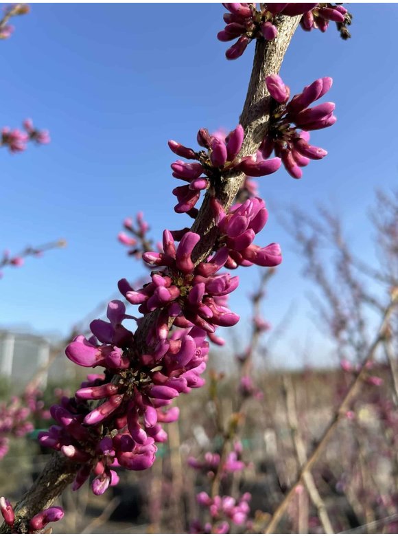 Chinesischer Judasbaum 'Avondale' | Cercis chinensis 'Avondale' Chinesischer Judasbaum 'Avondale' | Cercis chinensis 'Avondale'