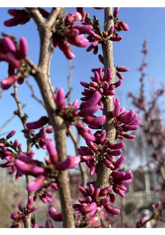 Chinesischer Judasbaum 'Avondale' | Cercis chinensis 'Avondale'