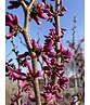 Chinesischer Judasbaum 'Avondale' | Cercis chinensis 'Avondale'