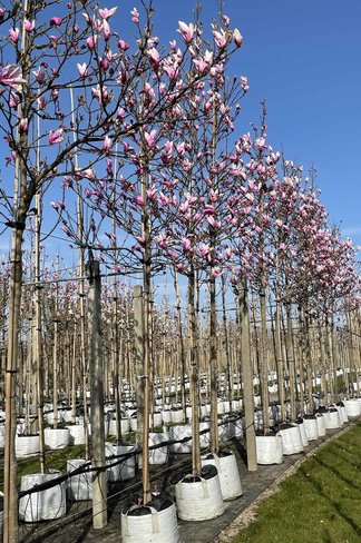 Purpur-Magnolie 'Susan' | Magnolia liliiflora 'Susan' Purpur-Magnolie 'Susan' | Magnolia liliiflora 'Susan'