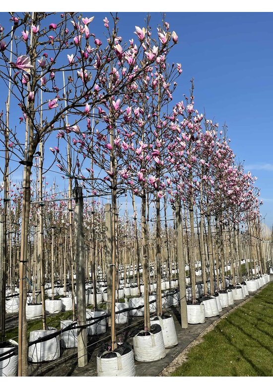 Purpur-Magnolie 'Susan' | Magnolia liliiflora 'Susan'