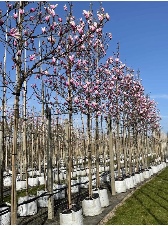 Purpur-Magnolie 'Susan' | Magnolia liliiflora 'Susan' Purpur-Magnolie 'Susan' | Magnolia liliiflora 'Susan'