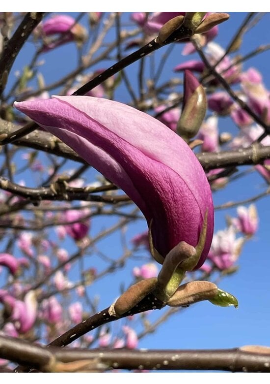 Purpur-Magnolie 'Susan' | Magnolia liliiflora 'Susan'
