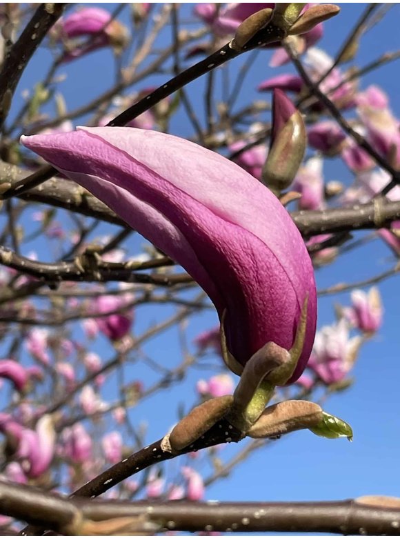 Purpur-Magnolie 'Susan' | Magnolia liliiflora 'Susan' Purpur-Magnolie 'Susan' | Magnolia liliiflora 'Susan'