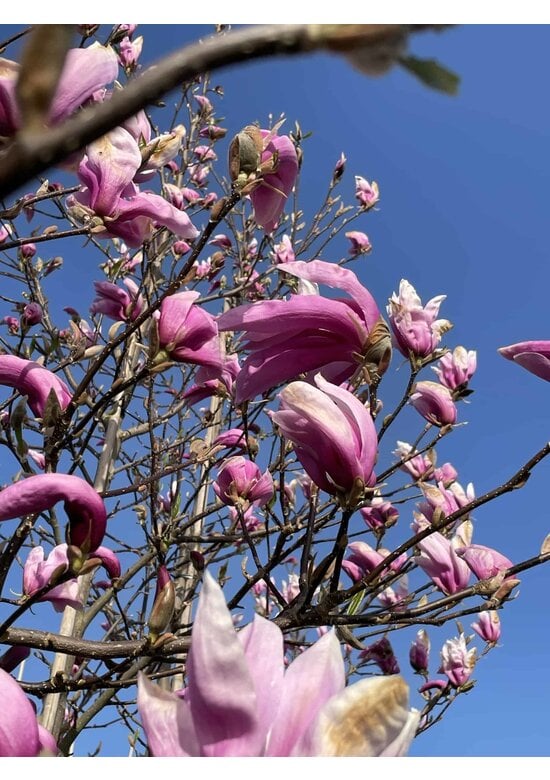 Purpur-Magnolie 'Susan' | Magnolia liliiflora 'Susan'