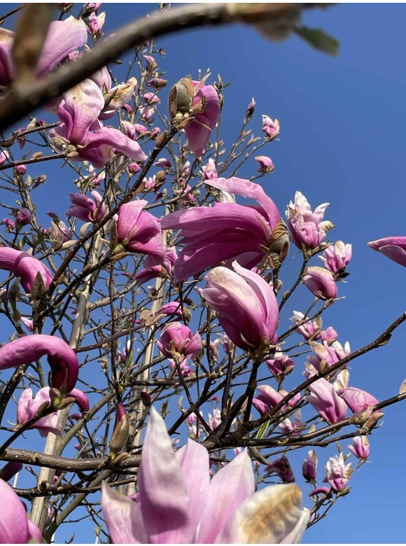 Purpur-Magnolie 'Susan' | Magnolia liliiflora 'Susan' Purpur-Magnolie 'Susan' | Magnolia liliiflora 'Susan'