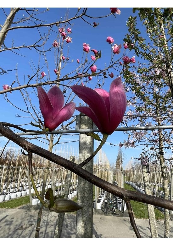 Rotblütige Magnolie 'Spectrum' | Magnolia 'Spectrum'