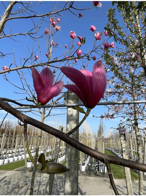 Rotblütige Magnolie 'Spectrum' | Magnolia 'Spectrum' Rotblütige Magnolie 'Spectrum' | Magnolia 'Spectrum'