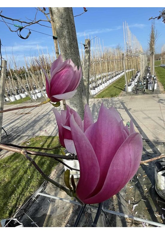 Rotblütige Magnolie 'Spectrum' | Magnolia 'Spectrum' Rotblütige Magnolie 'Spectrum' | Magnolia 'Spectrum'