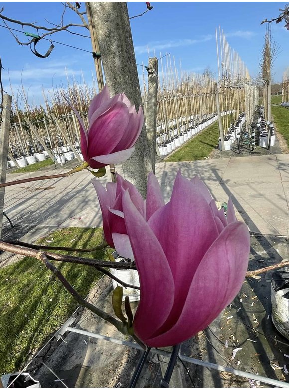 Rotblütige Magnolie 'Spectrum' | Magnolia 'Spectrum' Rotblütige Magnolie 'Spectrum' | Magnolia 'Spectrum'