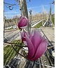 Rotblütige Magnolie 'Spectrum' | Magnolia 'Spectrum'