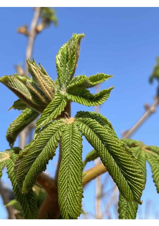 Gewöhnliche Rosskastanie | Aesculus hippocastanum