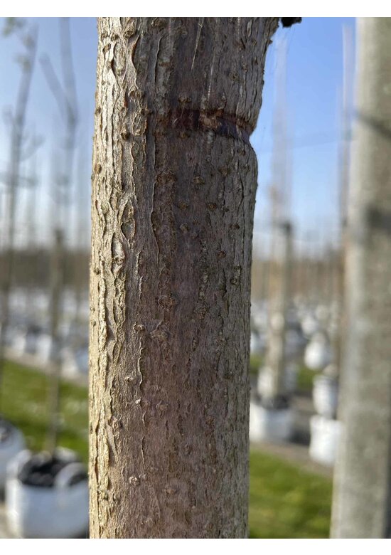 Gewöhnliche Rosskastanie | Aesculus hippocastanum