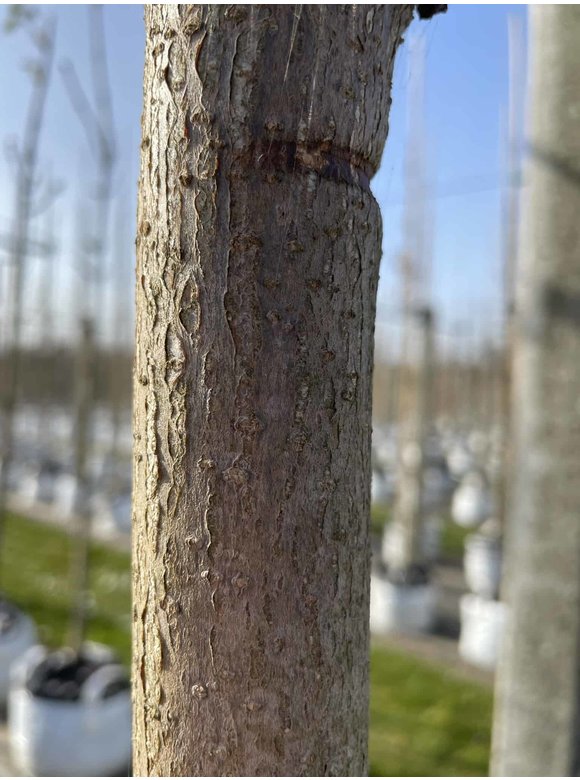 Gemeine Rosskastanie | Aesculus hippocastanum Gemeine Rosskastanie | Aesculus hippocastanum