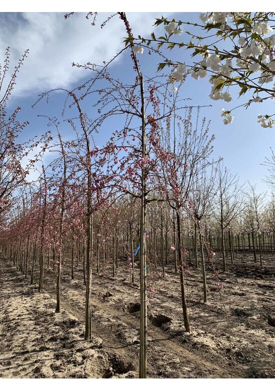 Hängende Nelkenkirsche 'Kiku-shidare-Zakura' | Prunus serrulata 'Kiku-shidare-Zakura'