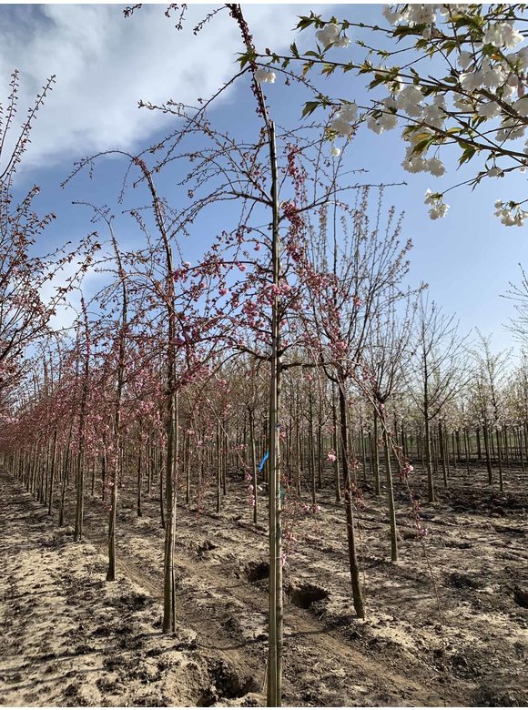 Hängende Nelkenkirsche 'Kiku-shidare-Zakura' | Prunus serrulata 'Kiku-shidare-Zakura' Hängende Nelkenkirsche 'Kiku-shidare-Zakura' | Prunus serrulata 'Kiku-shidare-Zakura'